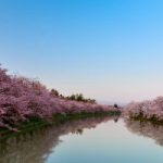 幸手市桜の名称である「権現堂桜堤」は一年中お花見ができる!