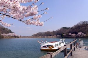 大塩湖桜