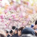 松戸市で桜を見に行く方さくらまつり会場は７か所あるんです