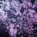 印西市の4種類の桜と樹齢300年の一本桜が見られる場所