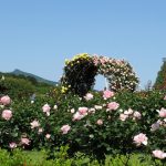 石岡市のフラワーパークは期間限定の薔薇祭りが有名です