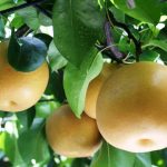 千葉県八千代市の「四季折々で味わえるフルーツ」をご紹介！